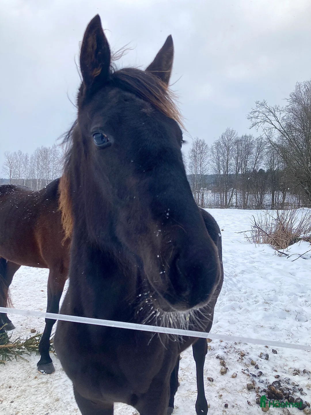 Trav hästar till salu: Ettårig hingst efter Flocki d’Aurcy i Forshaga - Annons 1