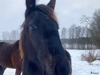 hästar Ettårig hingst efter Flocki d’Aurcy i Forshaga - Annons 5