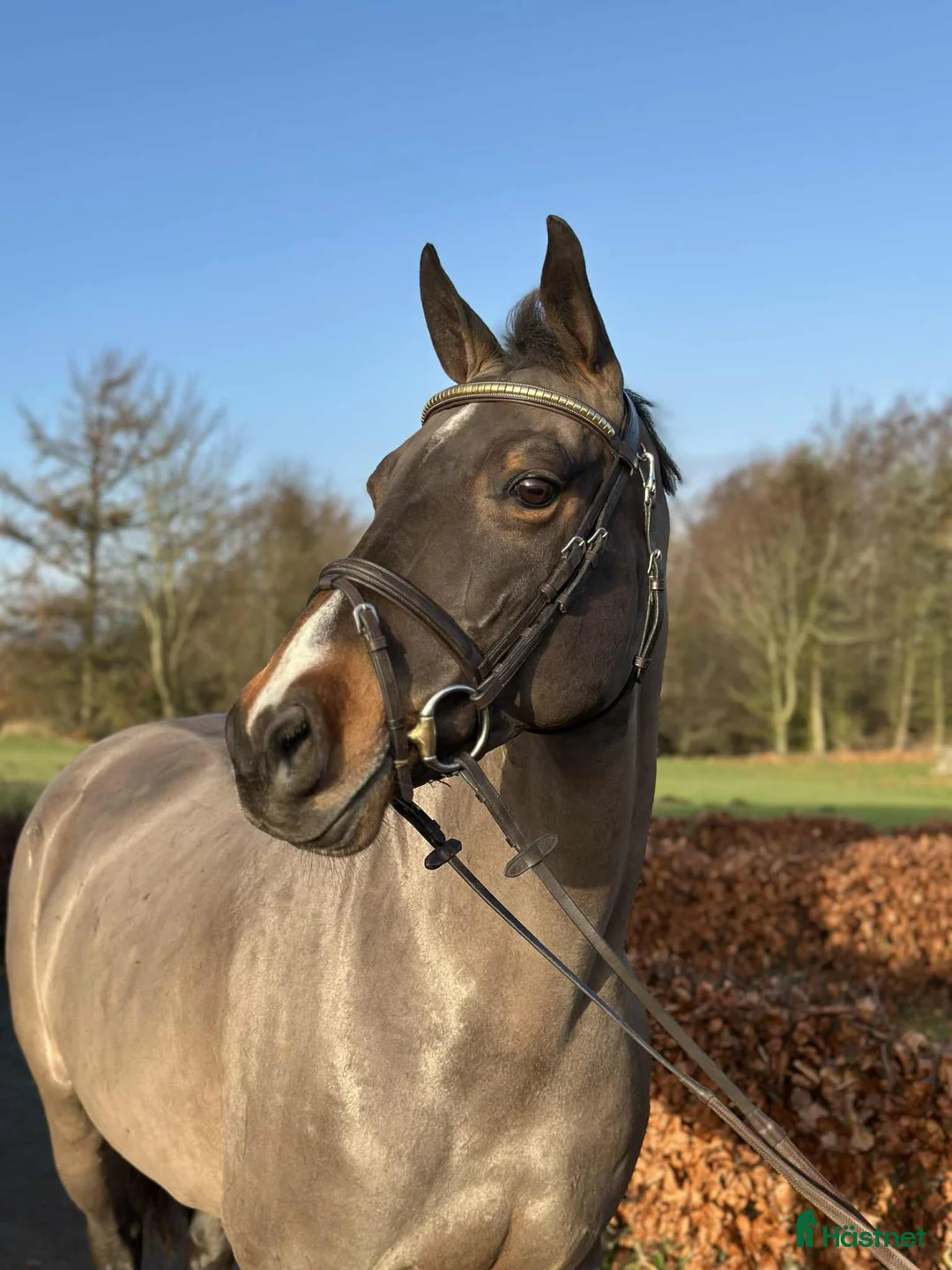 Allround hästar till salu: Fint allroundsto med bra temperament! i Sulsted - Annons 2