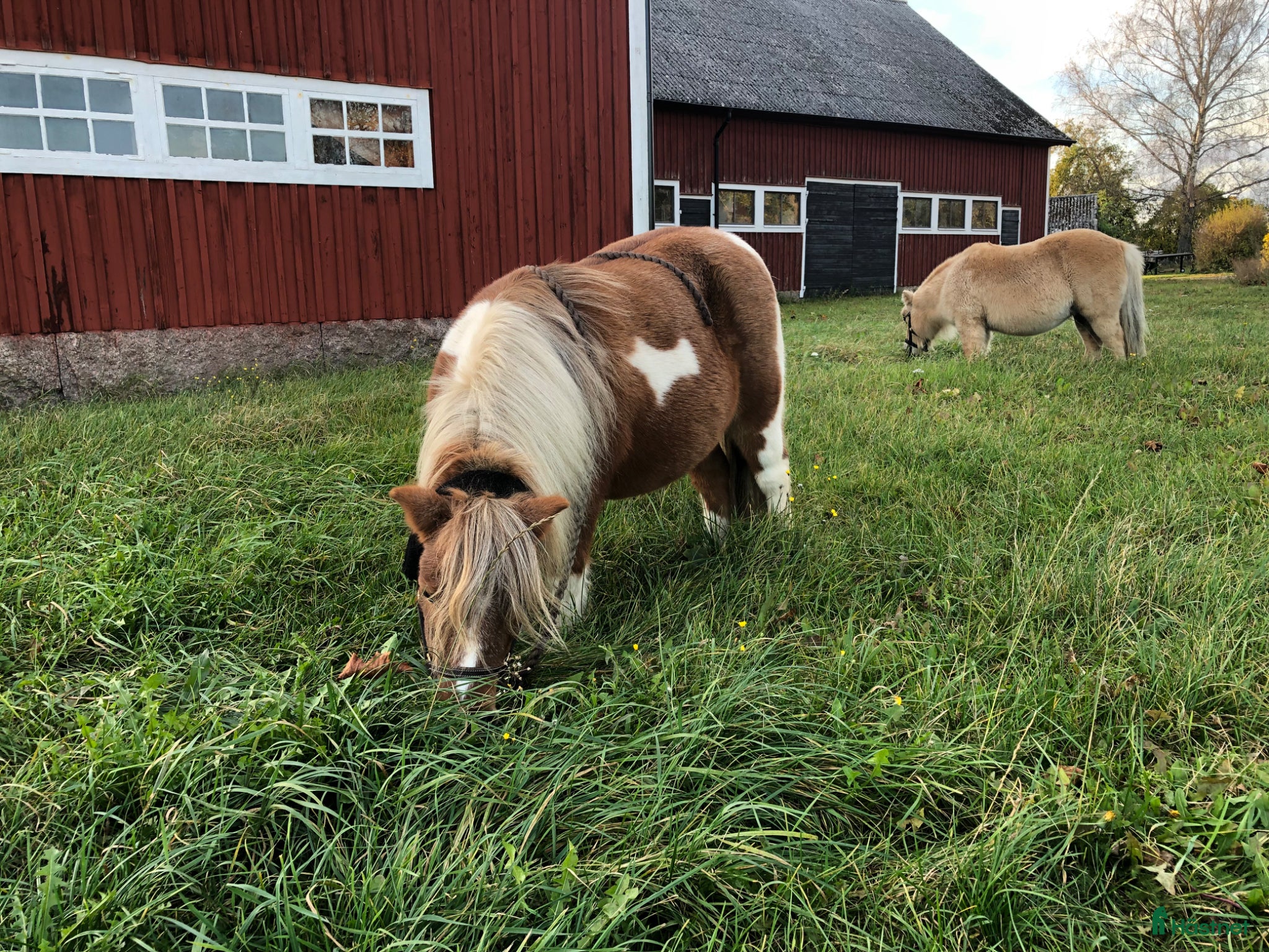  hästar Sällskap till shettissto med fånghistorik sökes - Annons 7