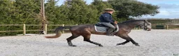 Working Equitation hästar till salu: Lusowarmblood 4-årigt sto - Annons 1