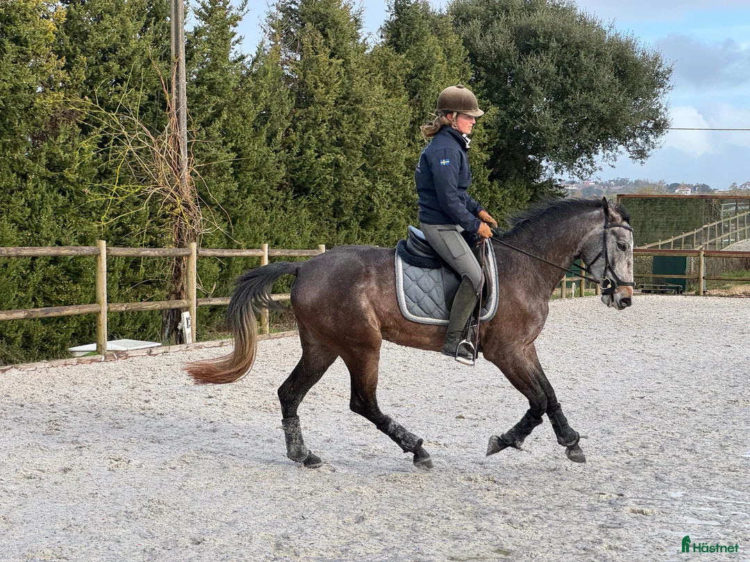 Working Equitation hästar till salu: Lusowarmblood 4-årigt sto - Annons 1