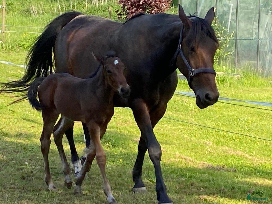 Avel hästar till salu: Fint fölsto e Love You (ej dräktig) i Tollarp - Bild 2
