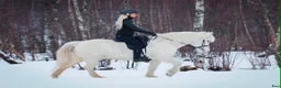Island hästar till salu: Mycket trevligt och arbetsvilligt sto!  - Annons 2