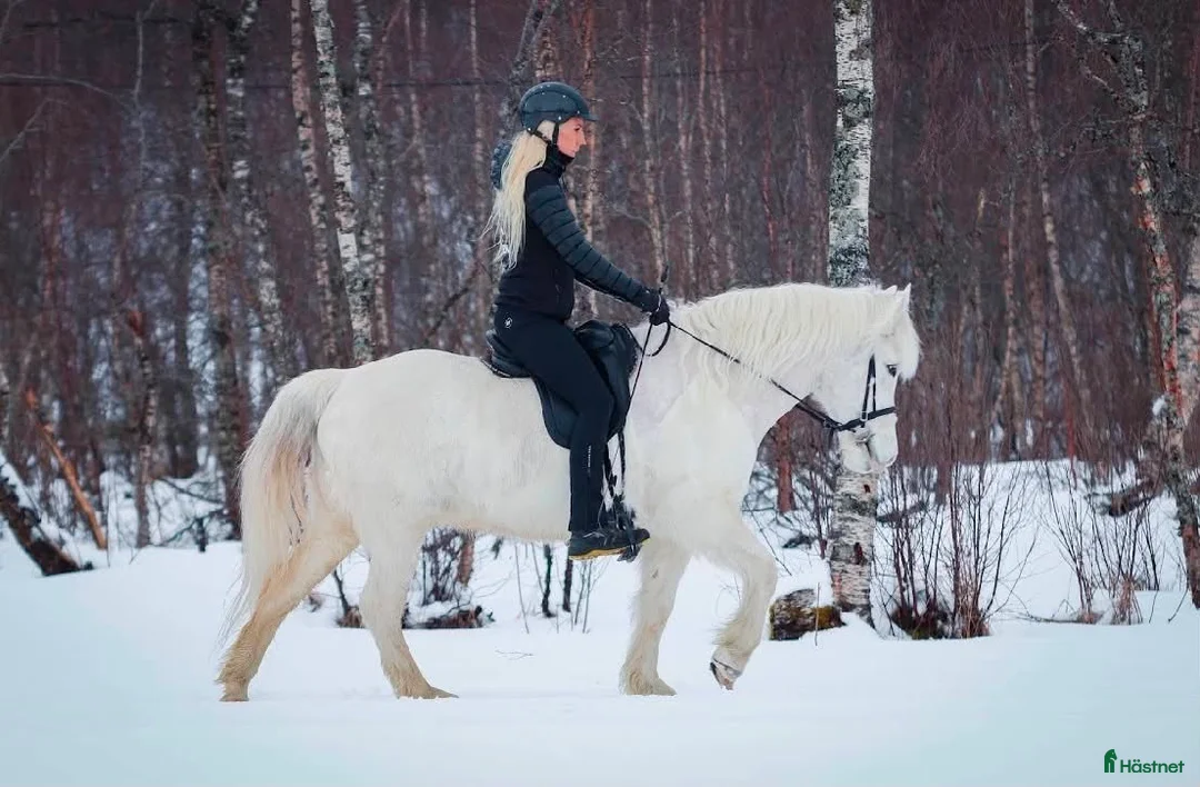 Island hästar till salu: Mycket trevligt och arbetsvilligt sto!  - Annons 2