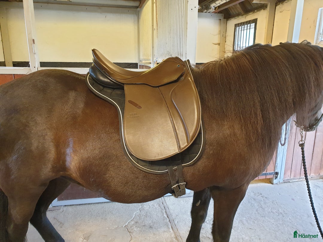 Sadlar hästutrustning till salu: Dressyr sadel Stübben Avalon 17" i Eslöv - Annons 2