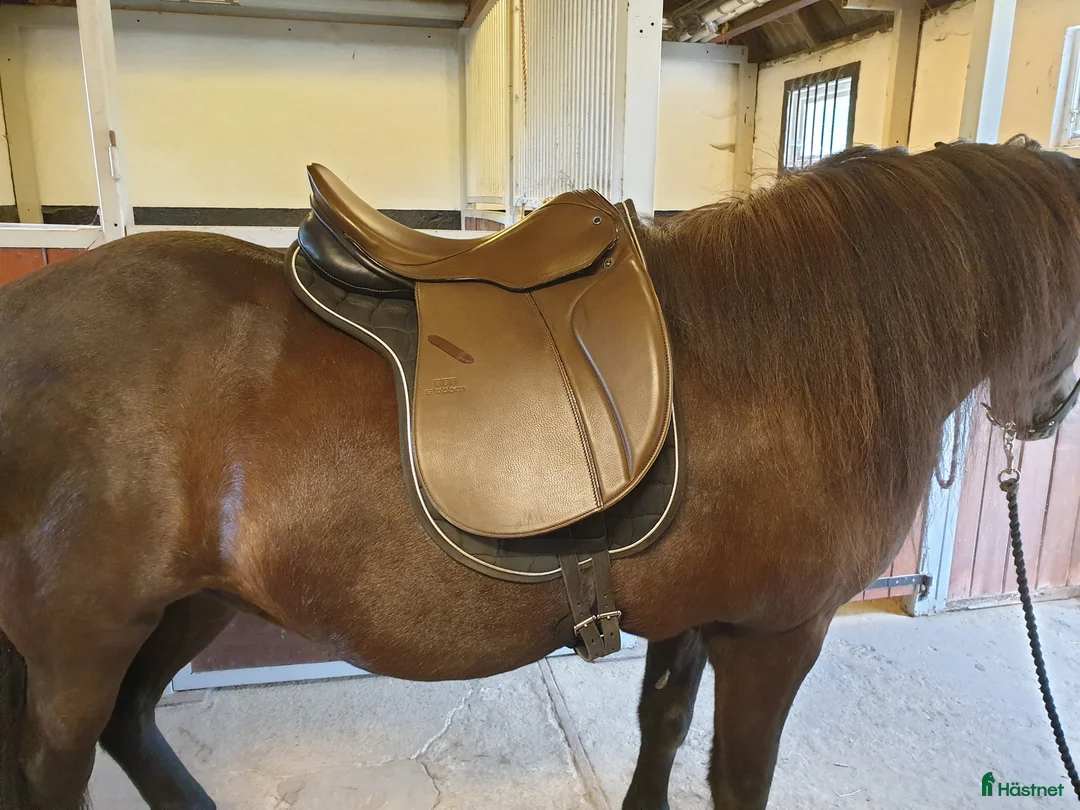 Sadlar hästutrustning till salu: Dressyr sadel Stübben Avalon 17" i Eslöv - Annons 2