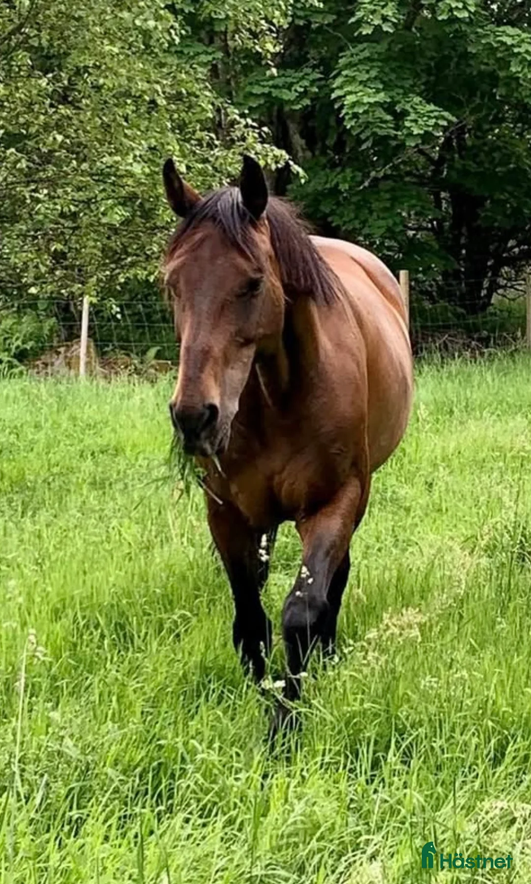 Avelshästar hästar till salu: Fantastiskt avelssto! i Älmhult - Annons 2