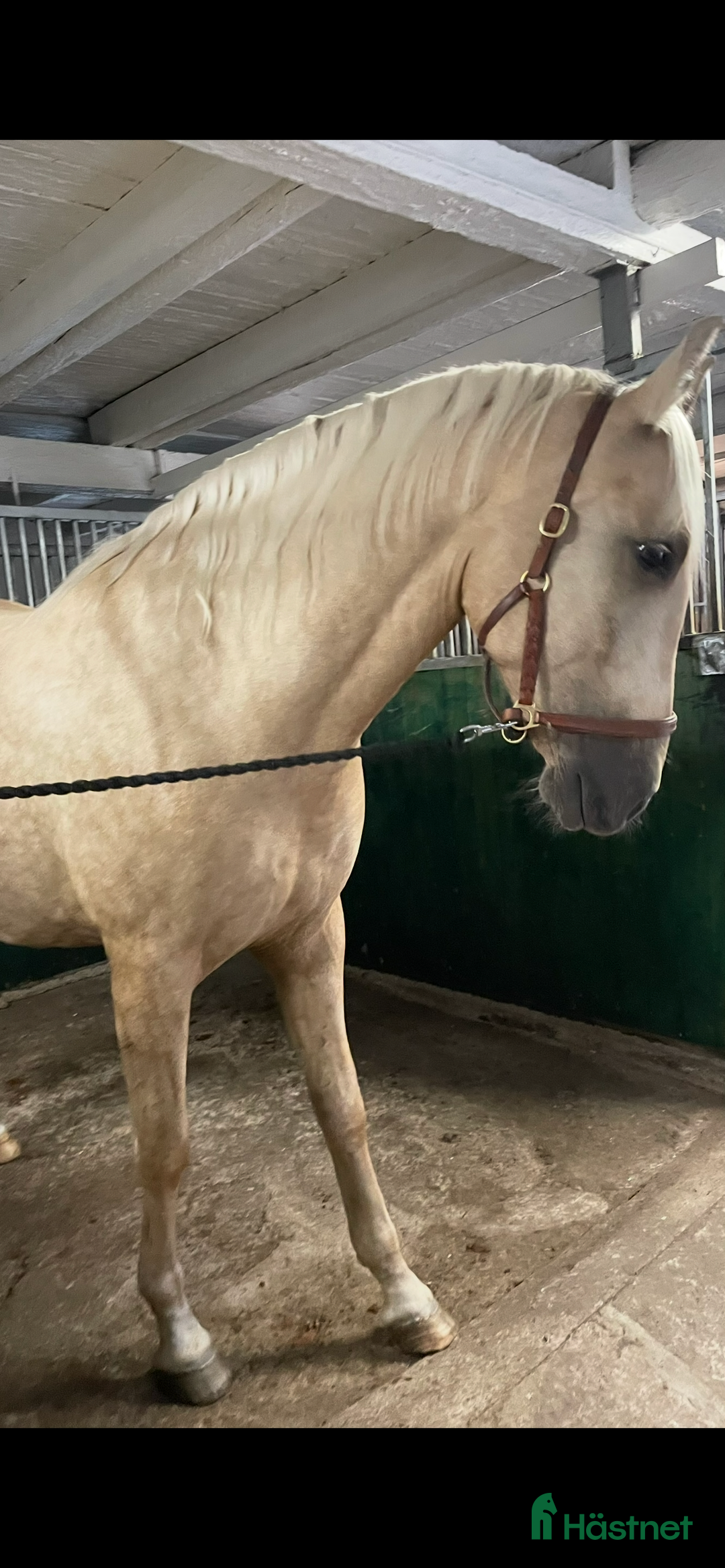 Övrigt hästar till salu: Vacker lyxig PRE med fantastisk potential i Onsala - Annons 5