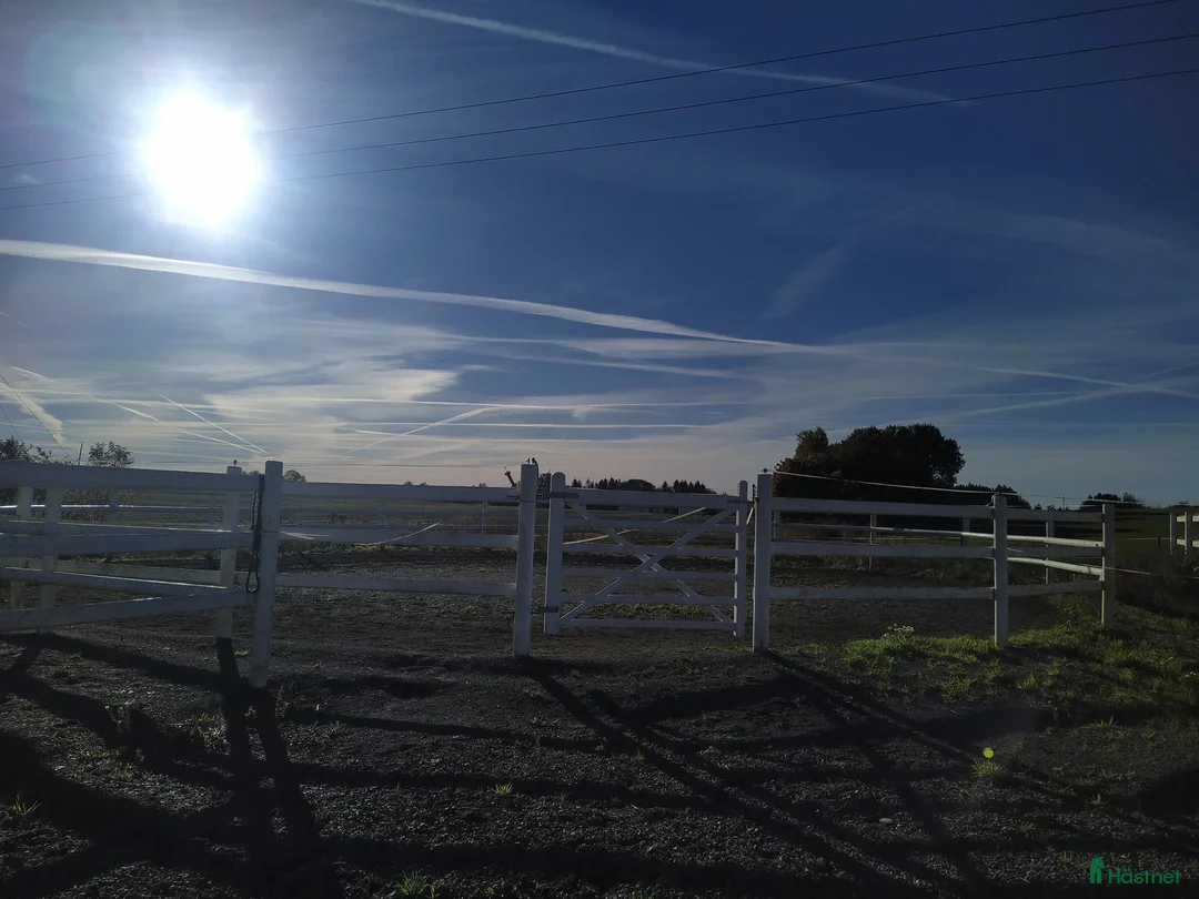  stallplats finnes: Hästboxar att hyra på en fantastisk tomt.  i Tomelilla - Annons 24