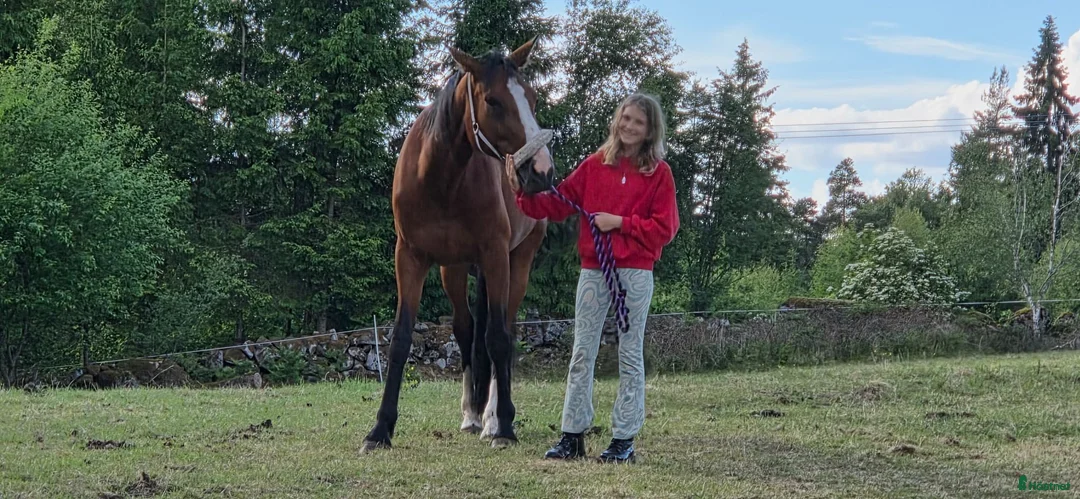 Allround hästar sökes: Vår nästa själsfrände(Långsiktigt) - Annons 2