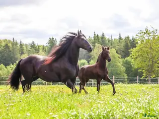hästar Super trevlig Frieser valack 3år - Annons 4