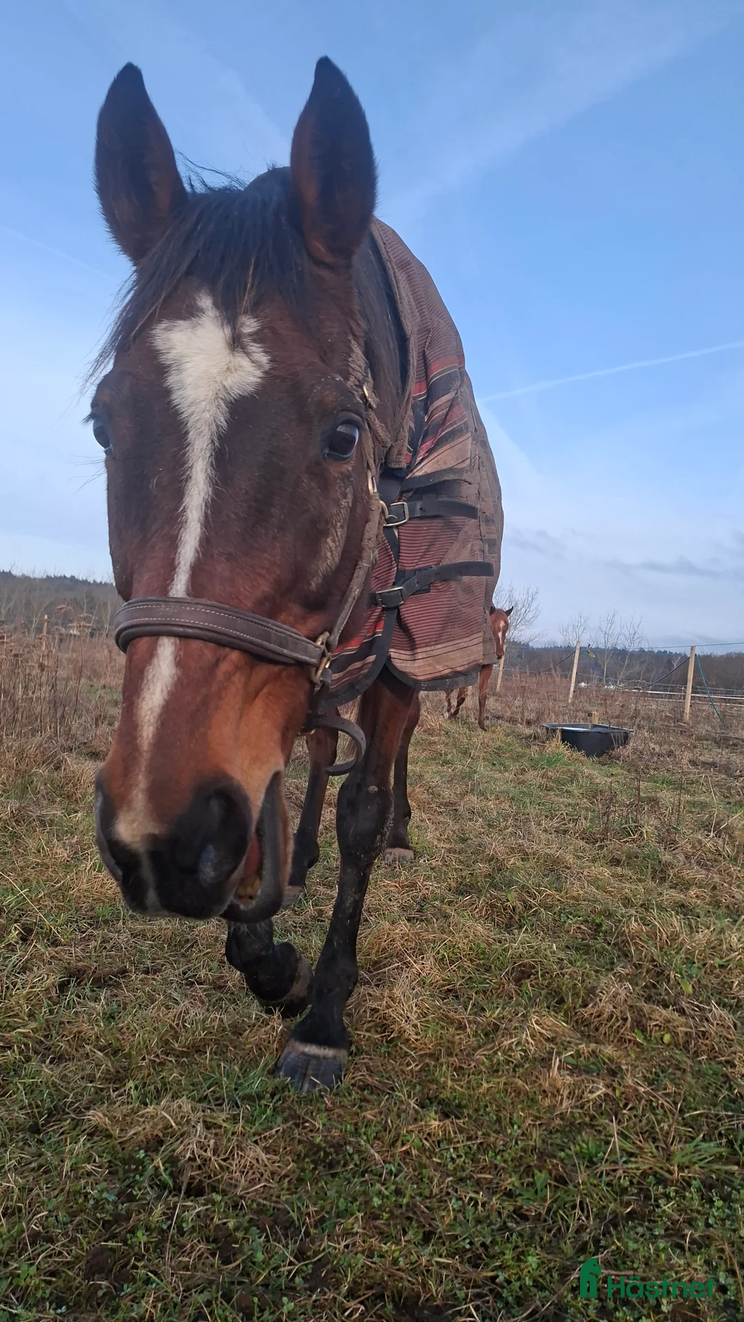 Allround hästar till salu: Fint sto med stor personlighet  - Annons 3