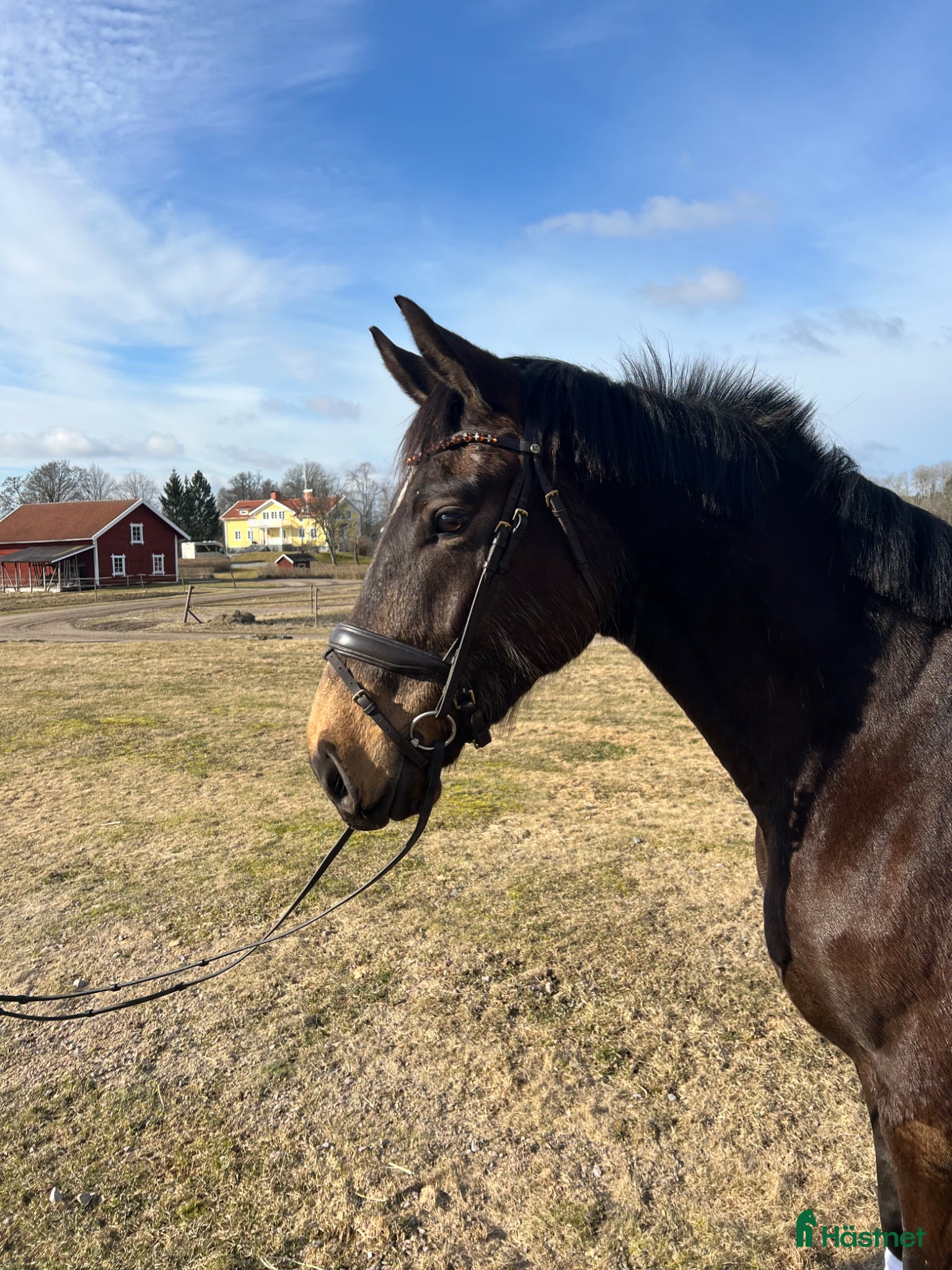  hästar En bästa vän - Annons 11