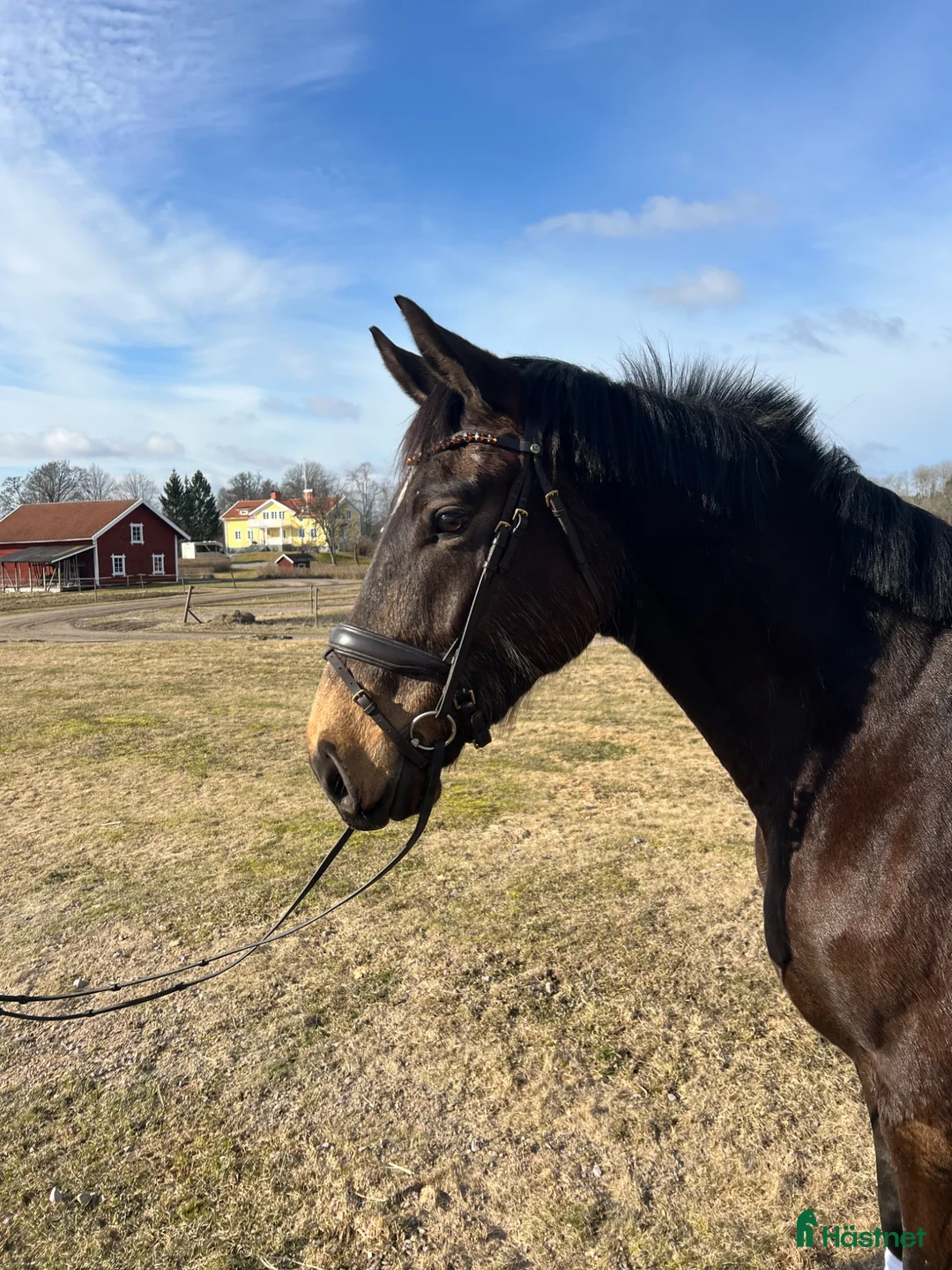 Allround hästar till salu: En bästa vän - Annons 1