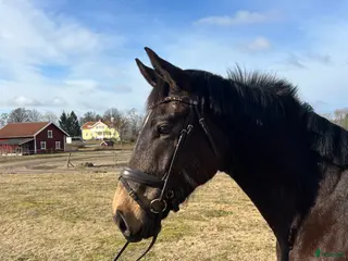 hästar En bästa vän - Annons 11