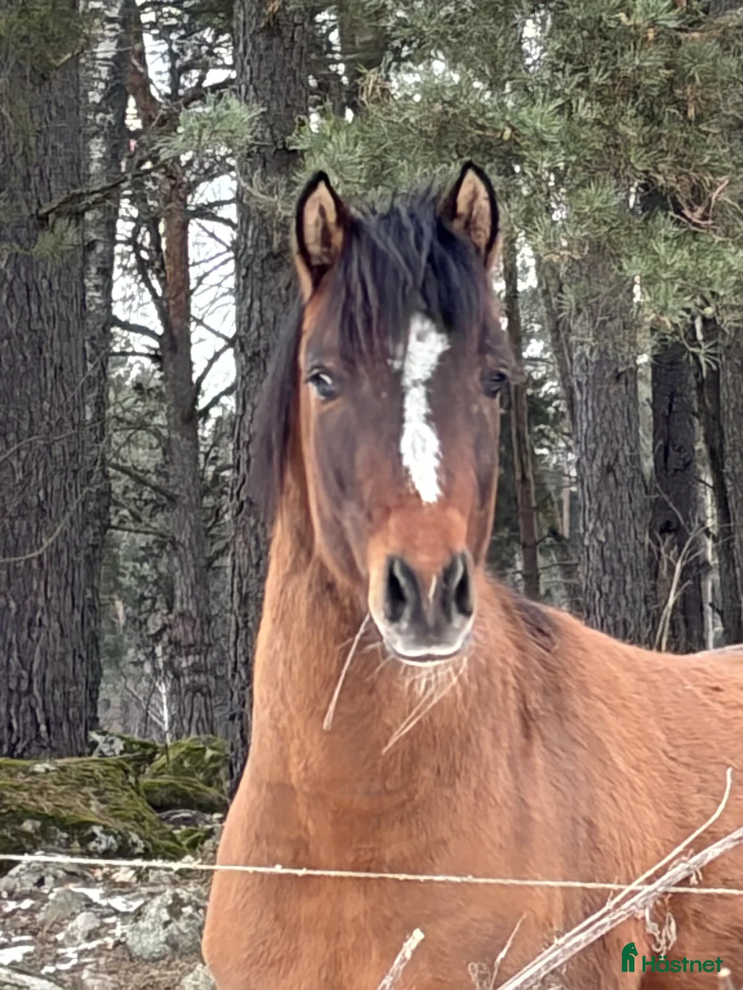 Hoppning hästar till salu: Delikat, charmig , Trevlig ponnykille  - Annons 2