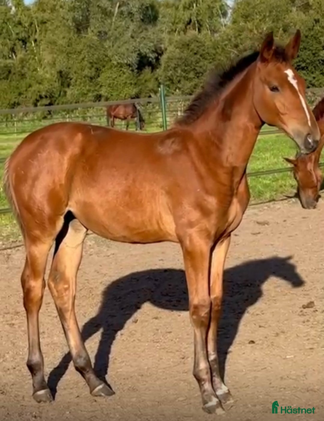 Hoppning hästar till salu: Aganixföl med toppstam! i Jonsered - Annons 1