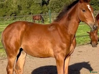 Hoppning hästar till salu: Aganixföl med toppstam! i Jonsered - Annons 2