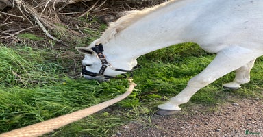  stallplats i Brålanda - Annons 16