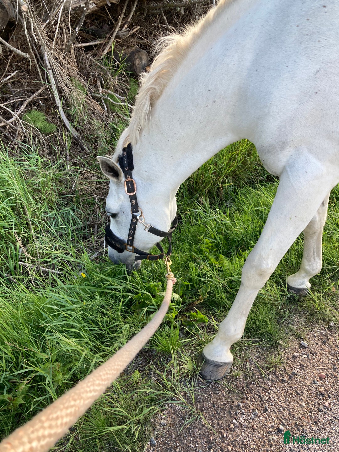  stallplats finnes: Stallplats  i Brålanda - Annons 2