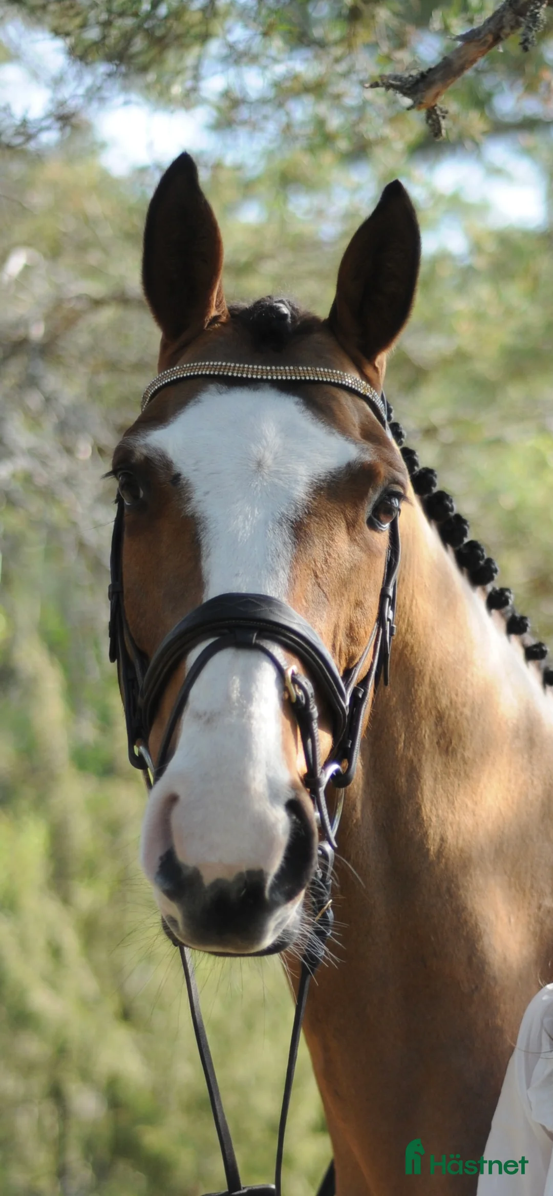 Hoppning hästar till salu: Mycket fin valack!  - Annons 3