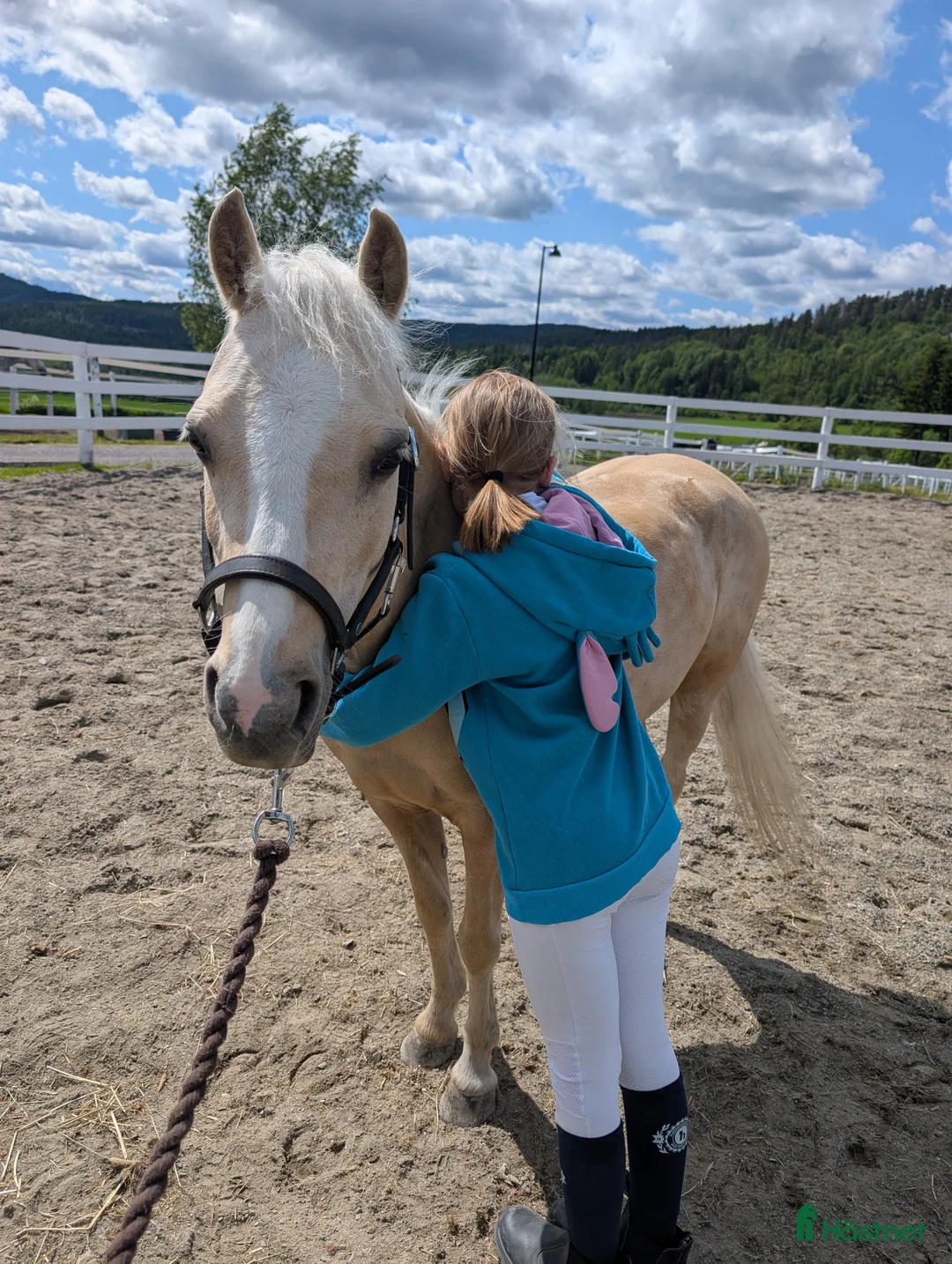 Dressyr hästar sökes: Dressurponni ønskes kjøpt i Drammen - Annons 1