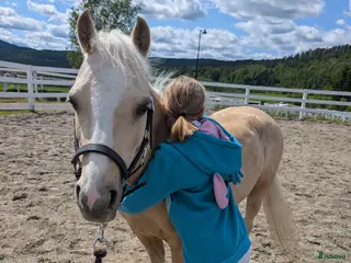 hästar Dressurponni ønskes kjøpt - Annons 2