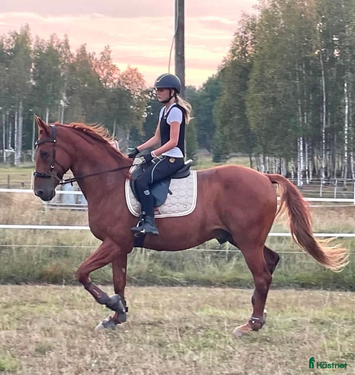  hästar Charmiga Bosse söker sitt nya drömhem ❤️ - Annons 16
