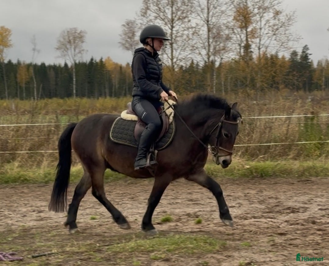Allround hästar till salu: Gullig ponnyvalack i Västerfärnebo - Annons 3