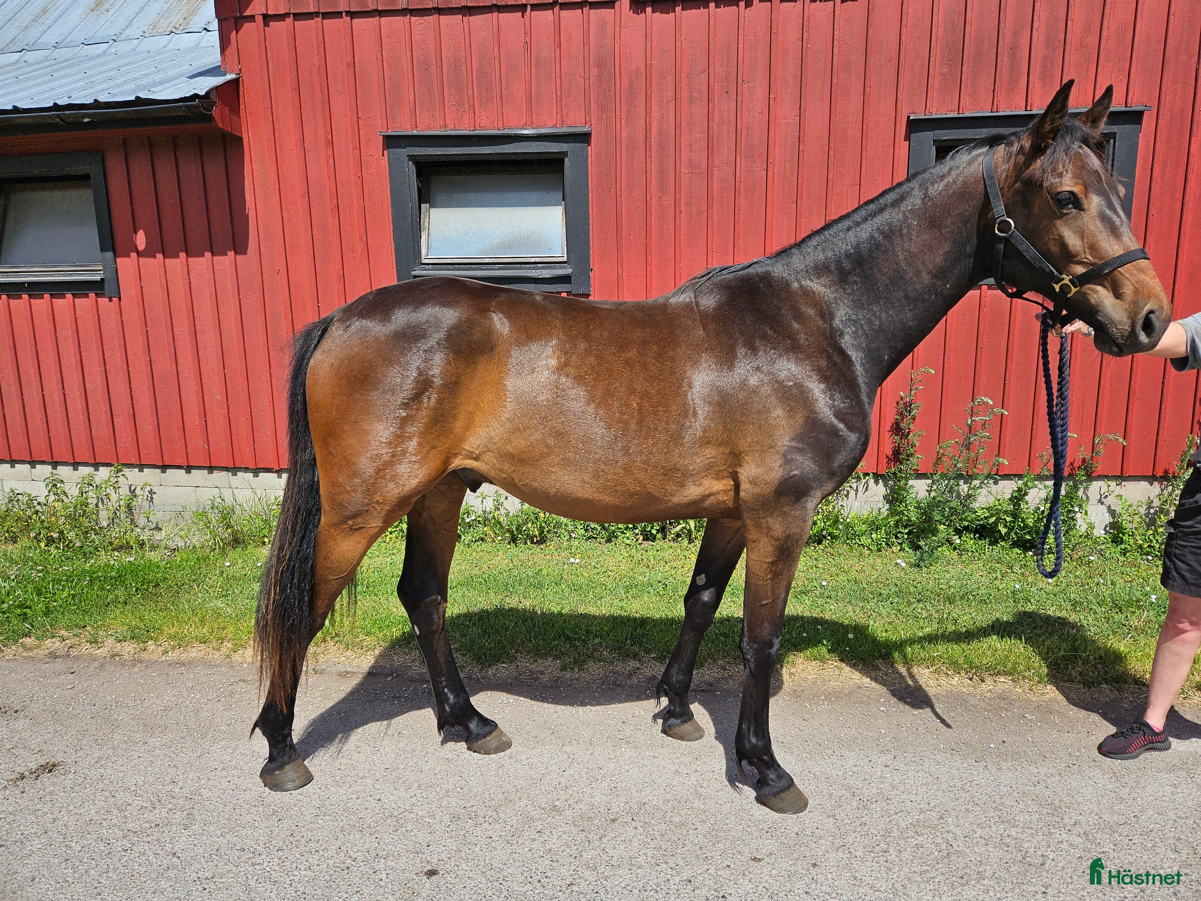  hästar Contant Call i Köpingsvik - Annons 15