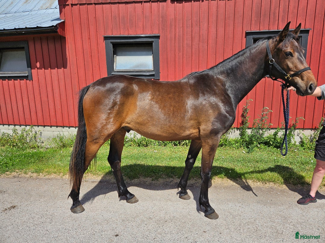 Hoppning hästar till salu: Contant Call i Köpingsvik - Annons 1