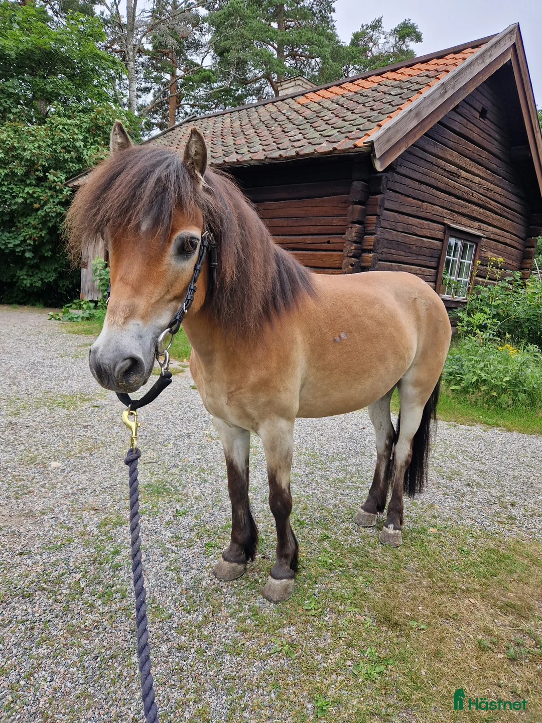 Allround hästar till salu: Allsidig skogsmulle i Södertälje - Annons 3