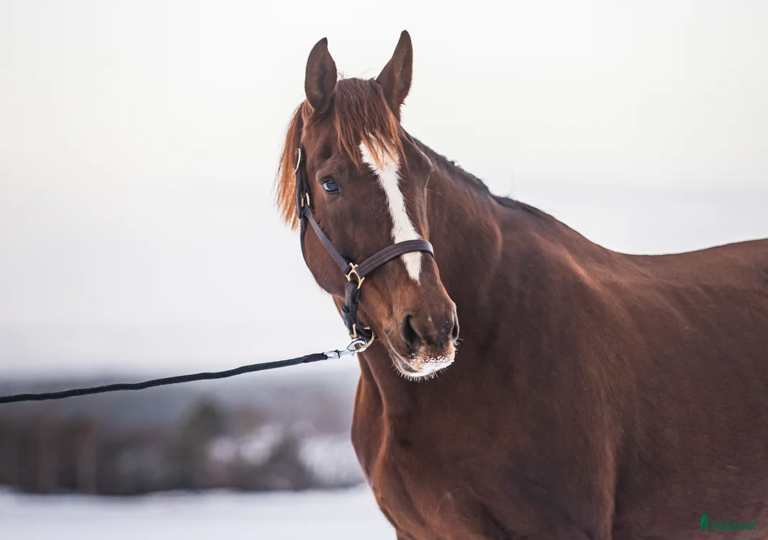 Avelshästar hästar till salu: ✨ Elitstam + supermamma= svårslagen kombination ✨ - Annons 1