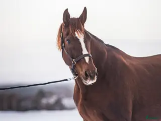hästar ✨ Elitstam + supermamma= svårslagen kombination ✨ - Annons 1