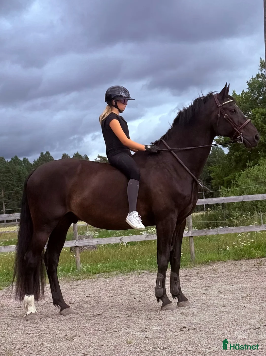 Dressyr hästar till salu: Bästa vän - Annons 4