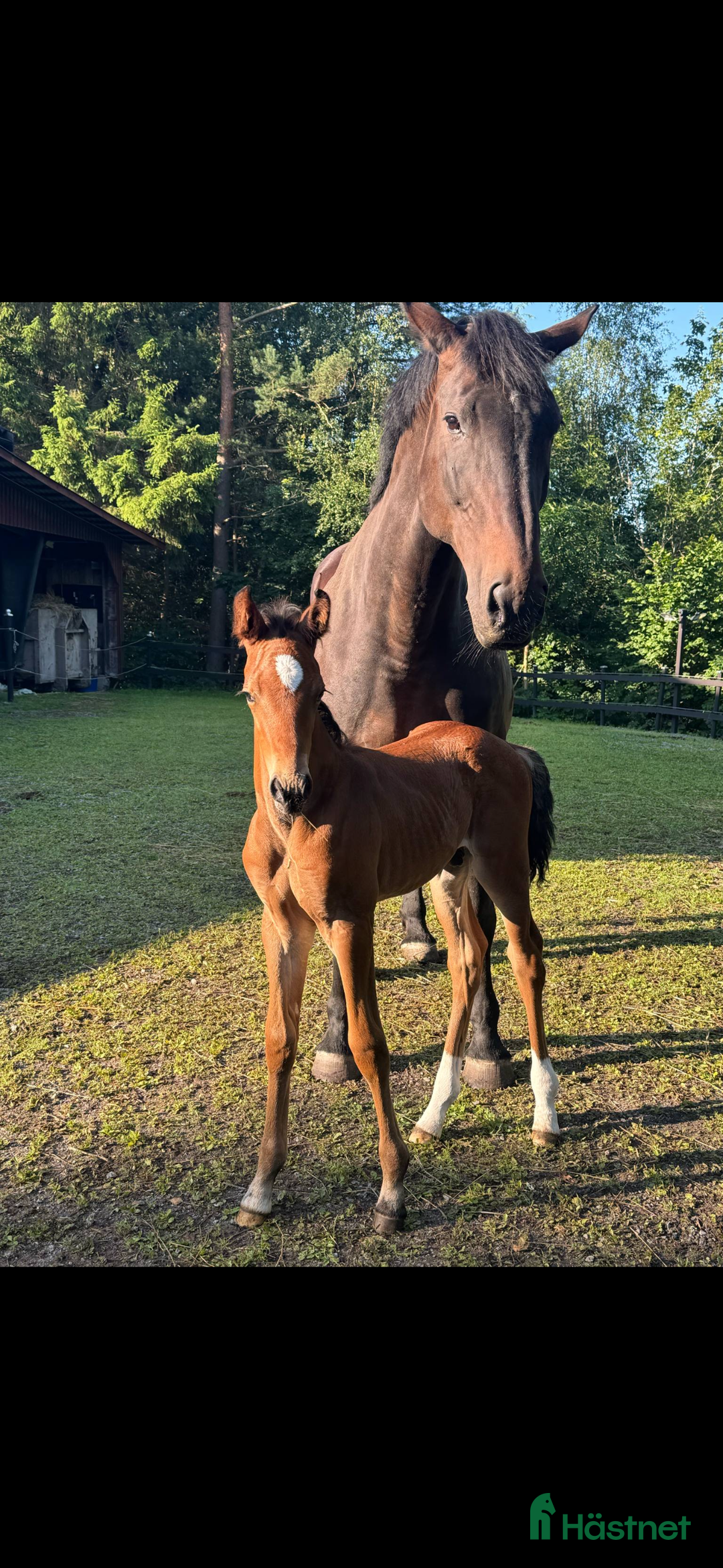 Hoppning hästar till salu: Blivande hoppstjärna  - Annons 5