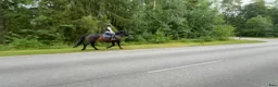 Allround hästar till salu: Viktbärande sto - Annons 16