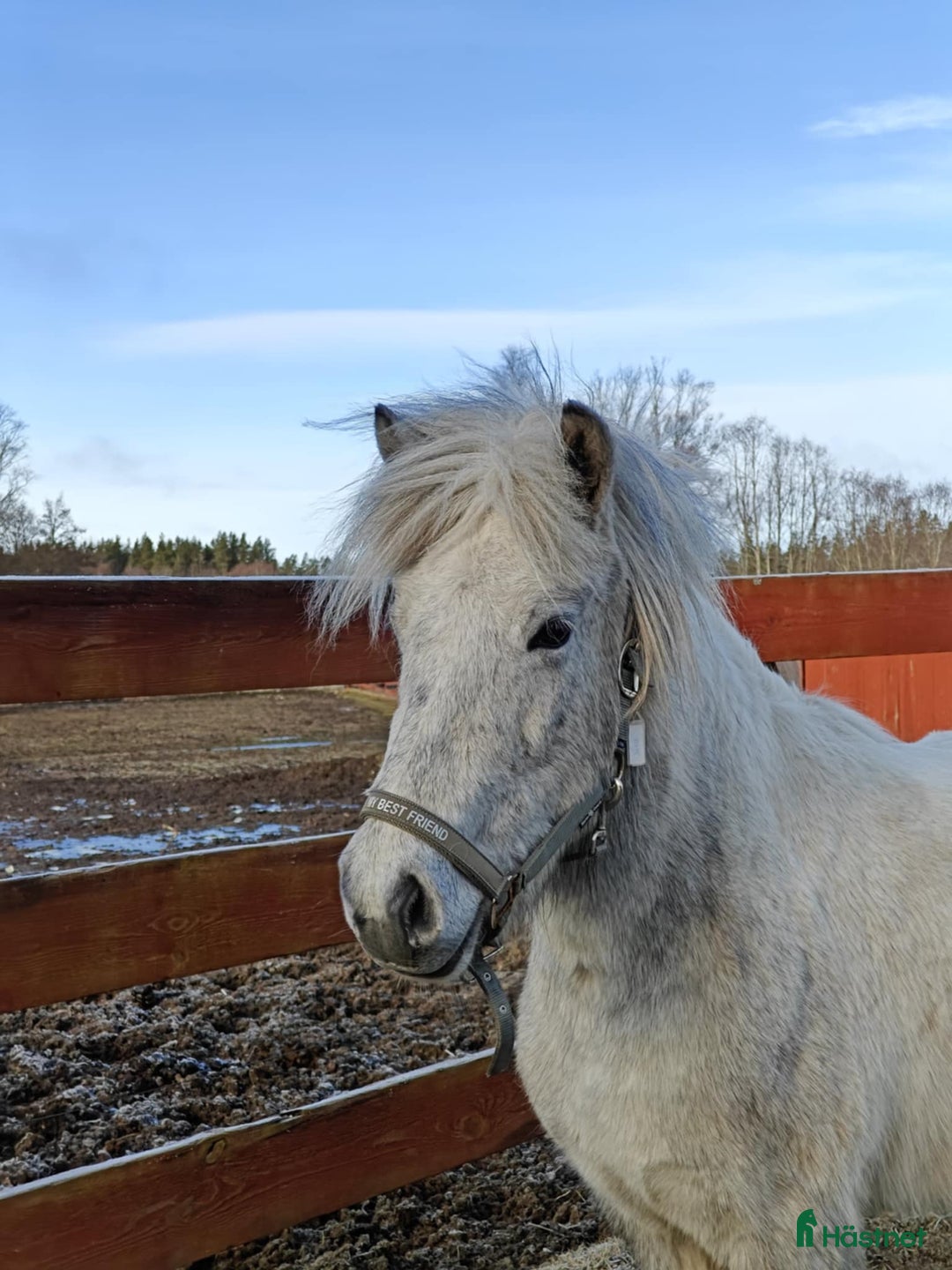 Island hästar till salu: Jara Från Jakobdalsgård i Riddarhyttan - Annons 10