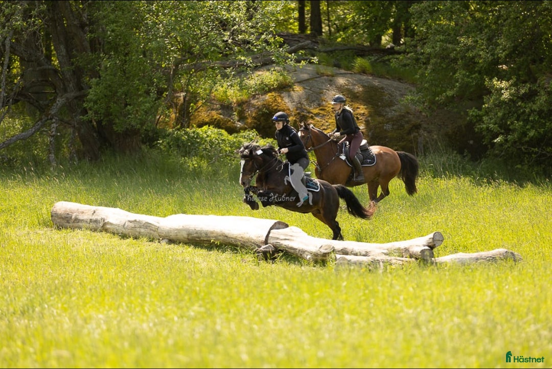 Övrigt hästar till salu: Maxad B-ponny som älskar arbete - och frihet i Vallentuna - Annons 1