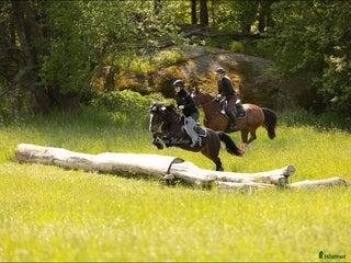 hästar Maxad B-ponny som älskar arbete - och frihet i Vallentuna - Annons 19