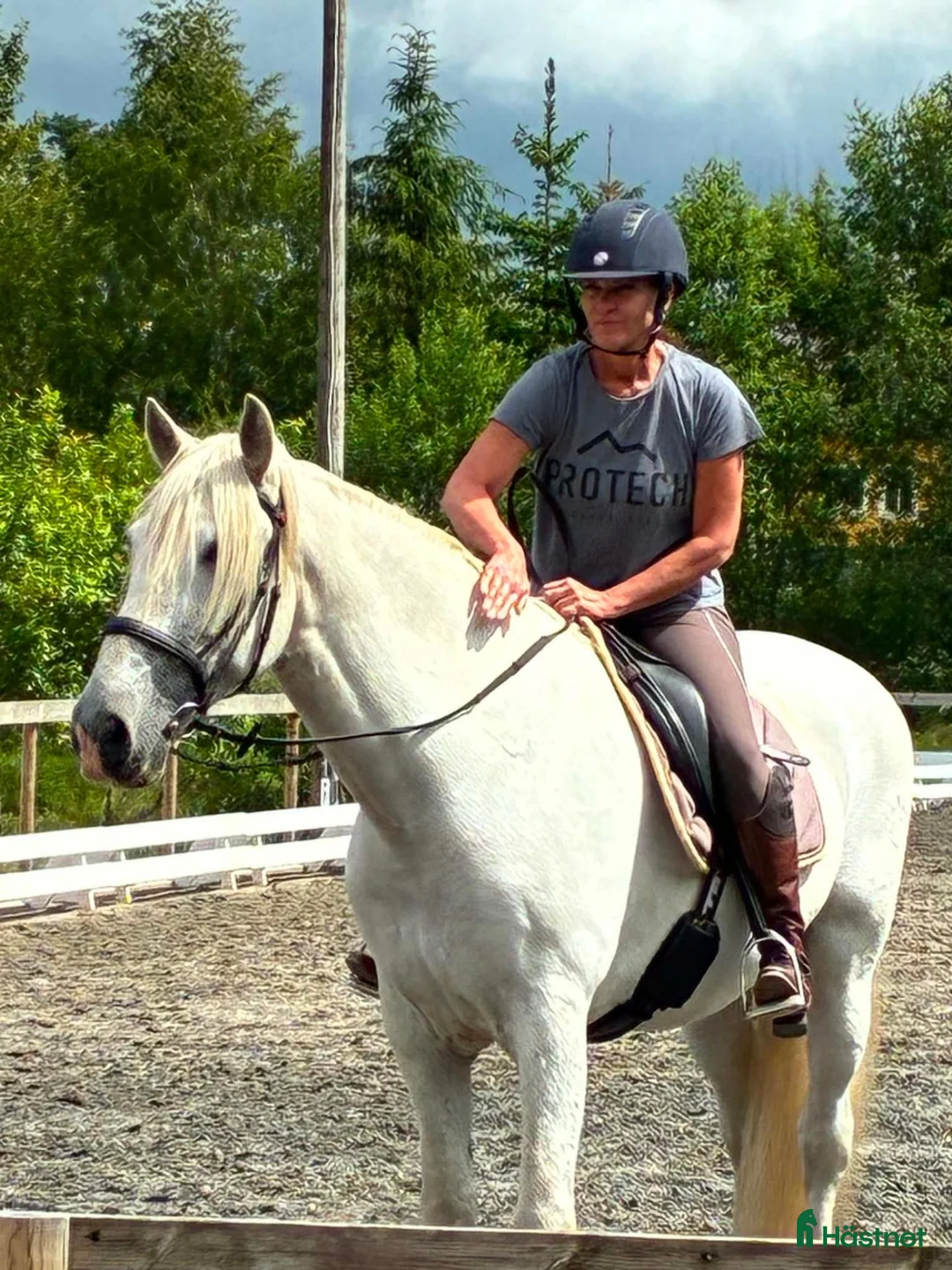 Allround hästar till salu: PRE Valack 10 år i Norrköping - Annons 2