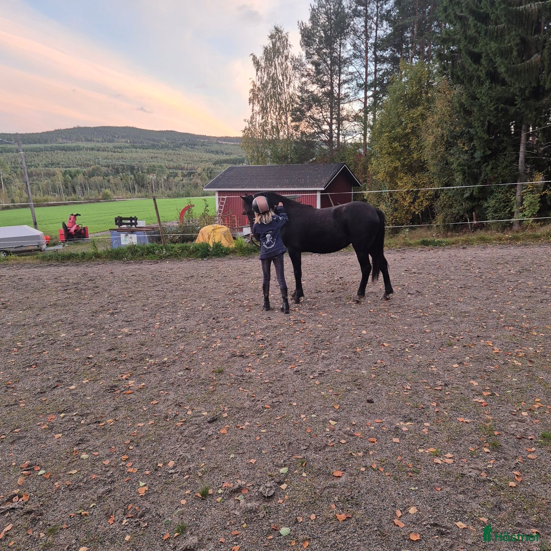 Allround hästar till salu: Underbart ungsto B-ponny i Bjästa - Annons 6