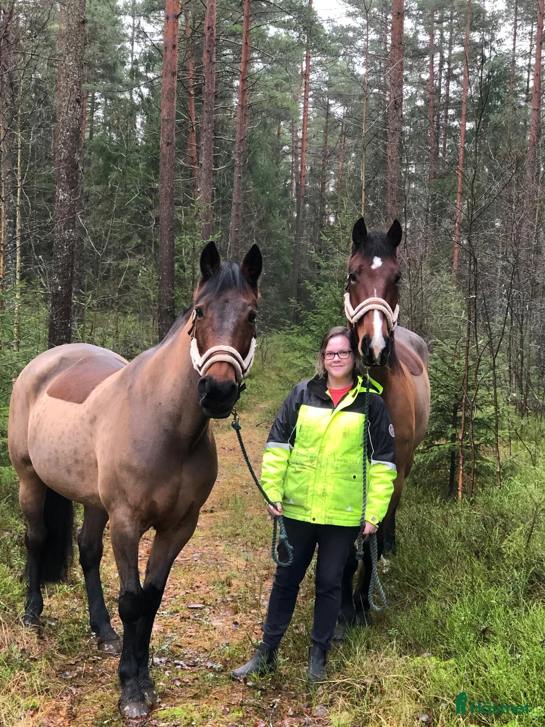  medryttarhäst sökes: Medryttarhäst sökes!  - Annons 1