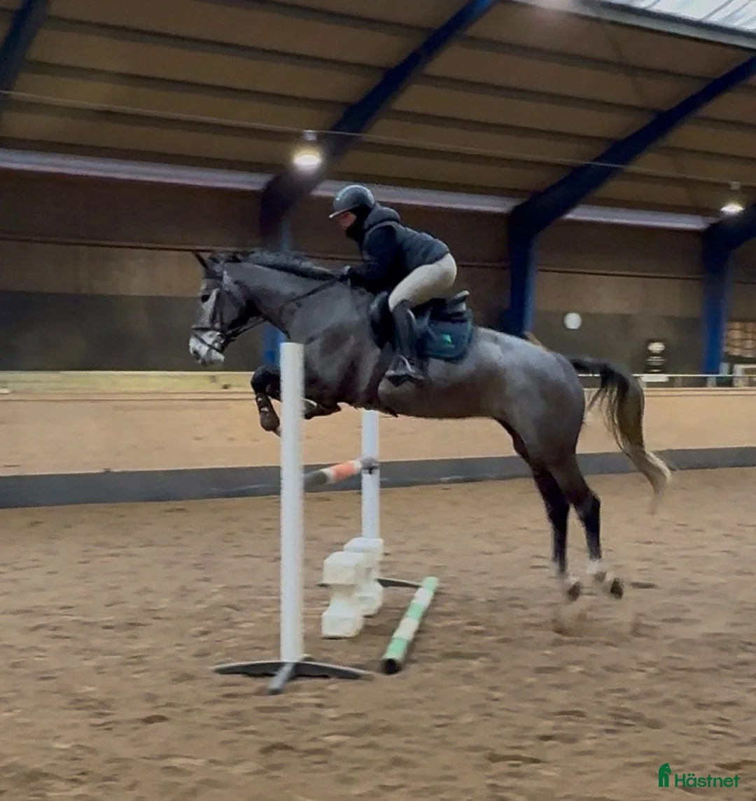 Allround hästar till salu: Trevlig allroundhäst/verksamhetshäst  - Annons 3