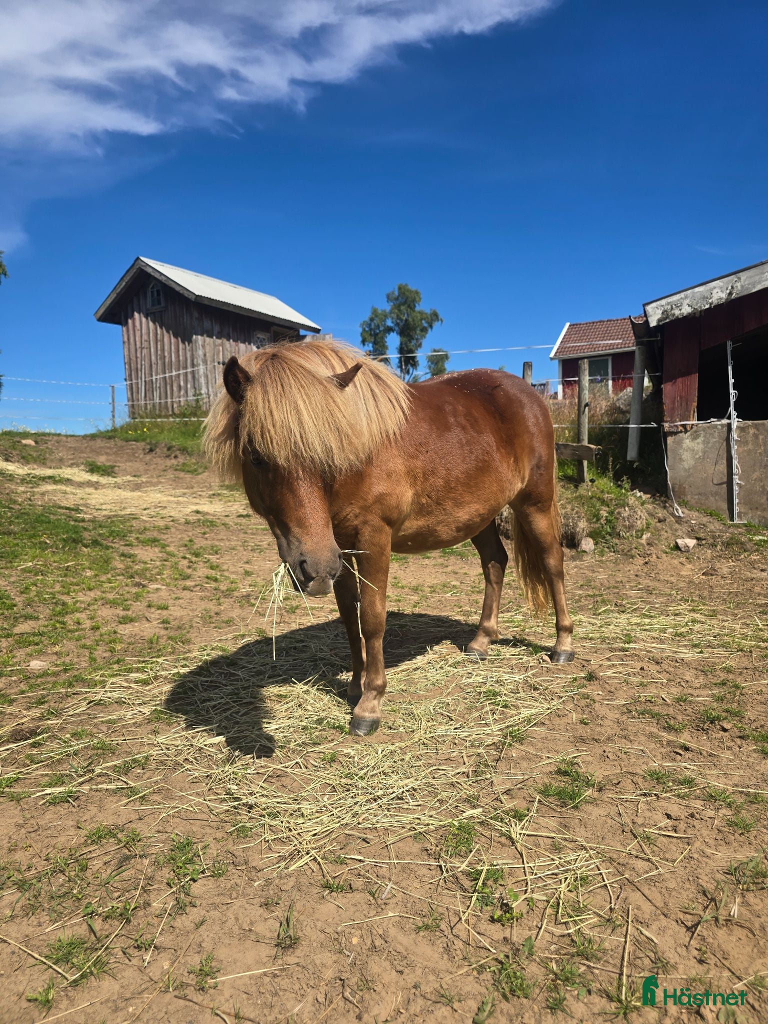  hästar Mysig shetlandsponny  - Annons 18