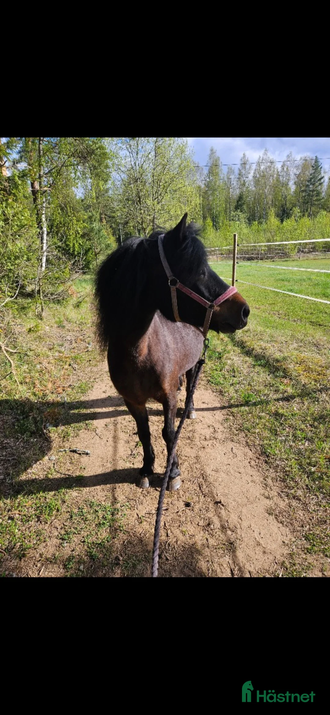 Sällskap hästar till salu: Sällskap i Vretstorp - Annons 2