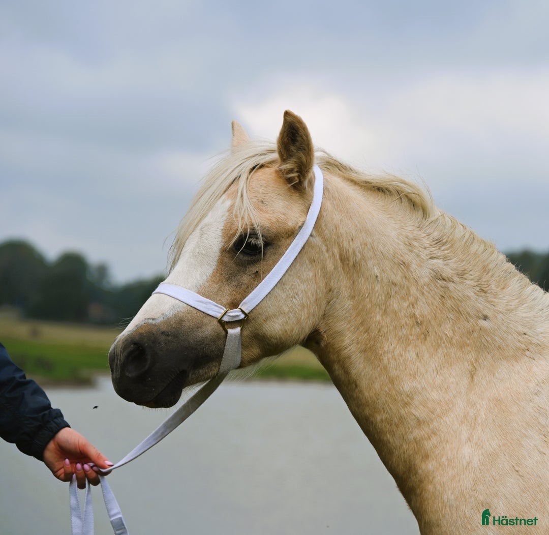 Allround hästar till salu: En trygg och harmonisk Welsh Mountain hingst  i Nyköping - Annons 4