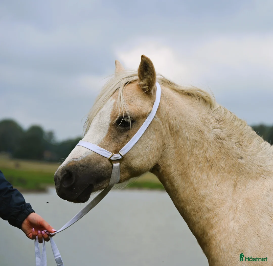 Allround hästar till salu: En trygg och harmonisk Welsh Mountain hingst  i Nyköping - Annons 4