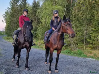 Allround hästar till salu: Två fantastiska flickor - Annons 1